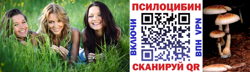 Псилоцибиновые грибы Psilocybe Свободный